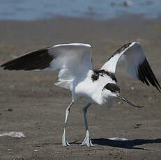 Avocette élégante