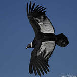 Condor des Andes