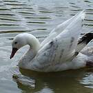 Coscoroba blanc