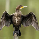 Grand Cormoran