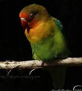 Fischer's Lovebird