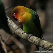 Fischer's Lovebird