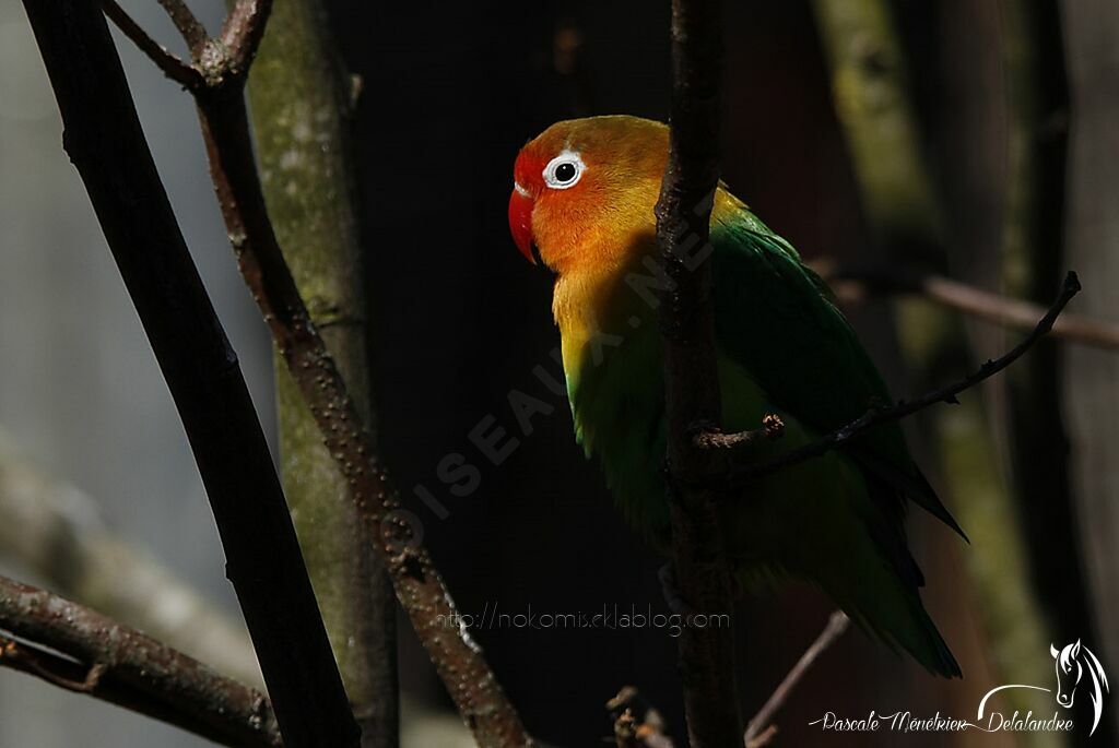 Fischer's Lovebird