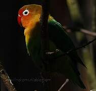 Fischer's Lovebird