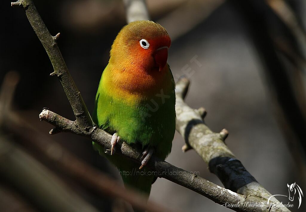 Fischer's Lovebird