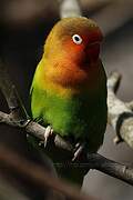 Fischer's Lovebird