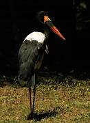 Saddle-billed Stork