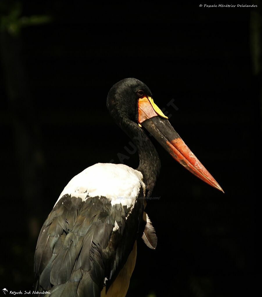 Saddle-billed Stork