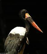 Saddle-billed Stork