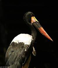 Jabiru d'Afrique