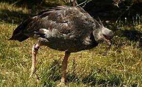 Southern Screamer