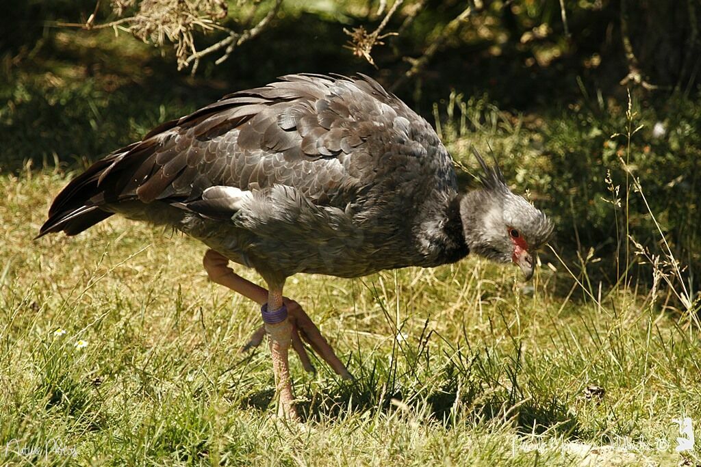 Southern Screamer