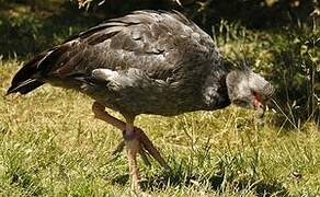 Southern Screamer