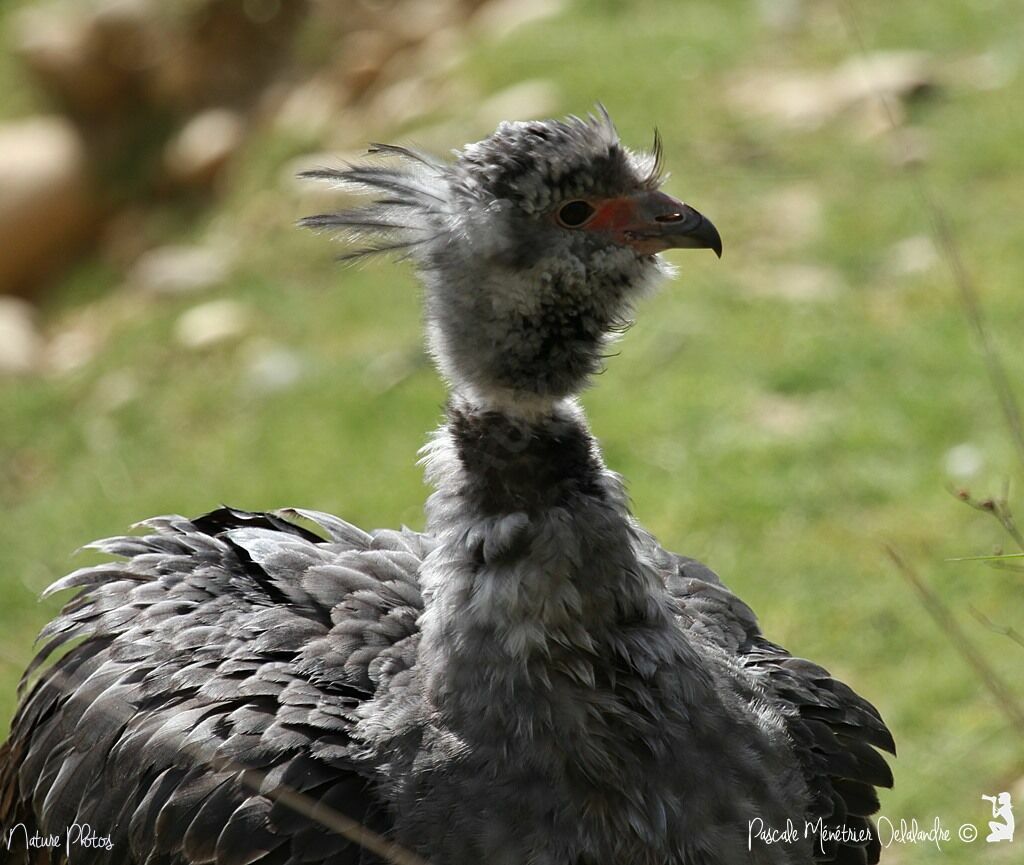 Southern Screamer