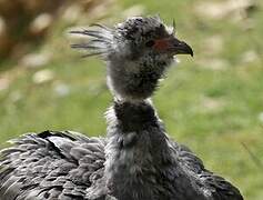 Southern Screamer