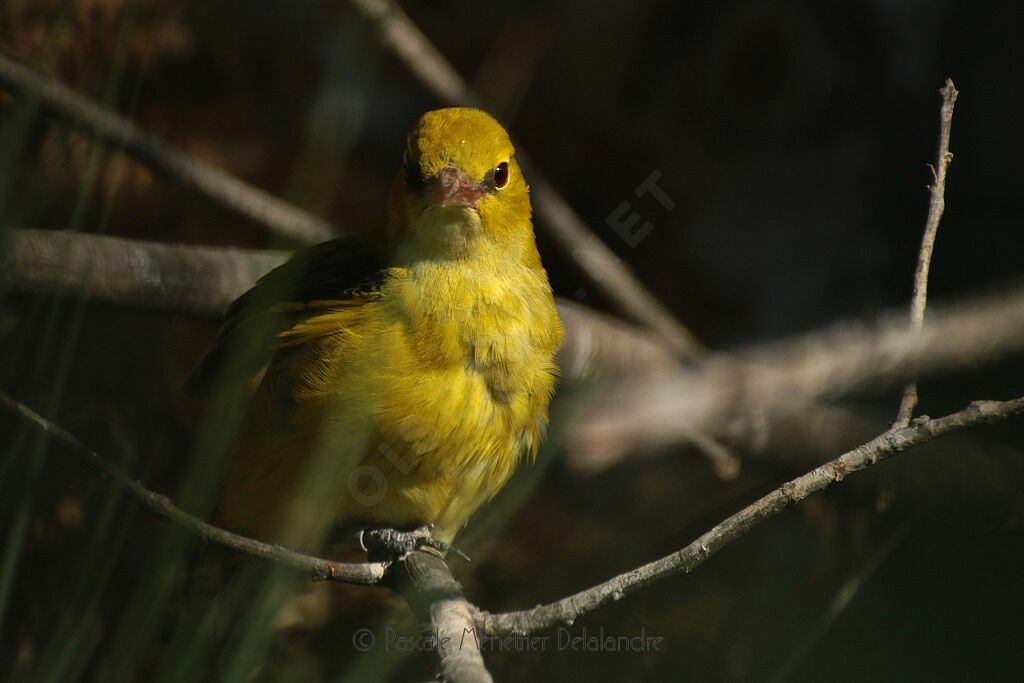 Eurasian Golden Oriole