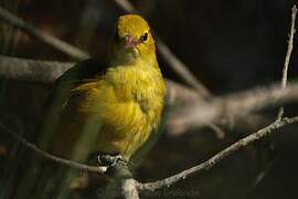 Eurasian Golden Oriole