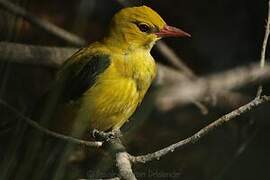 Eurasian Golden Oriole