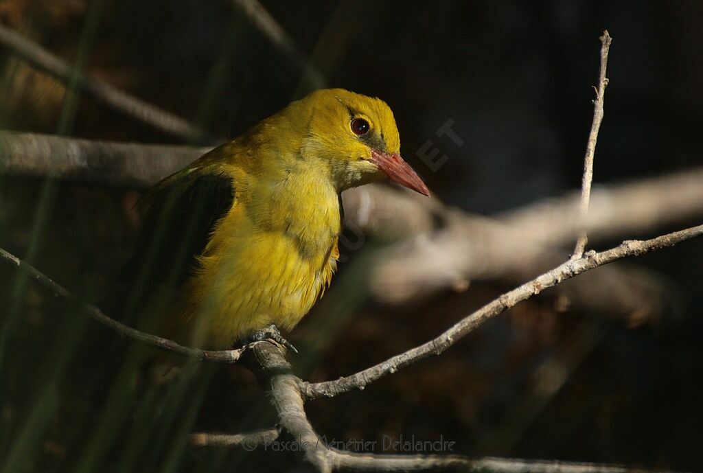 Eurasian Golden Oriole
