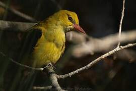 Eurasian Golden Oriole