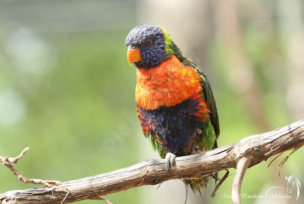 Coconut Lorikeet