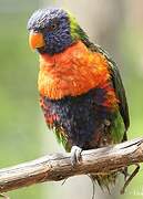 Coconut Lorikeet