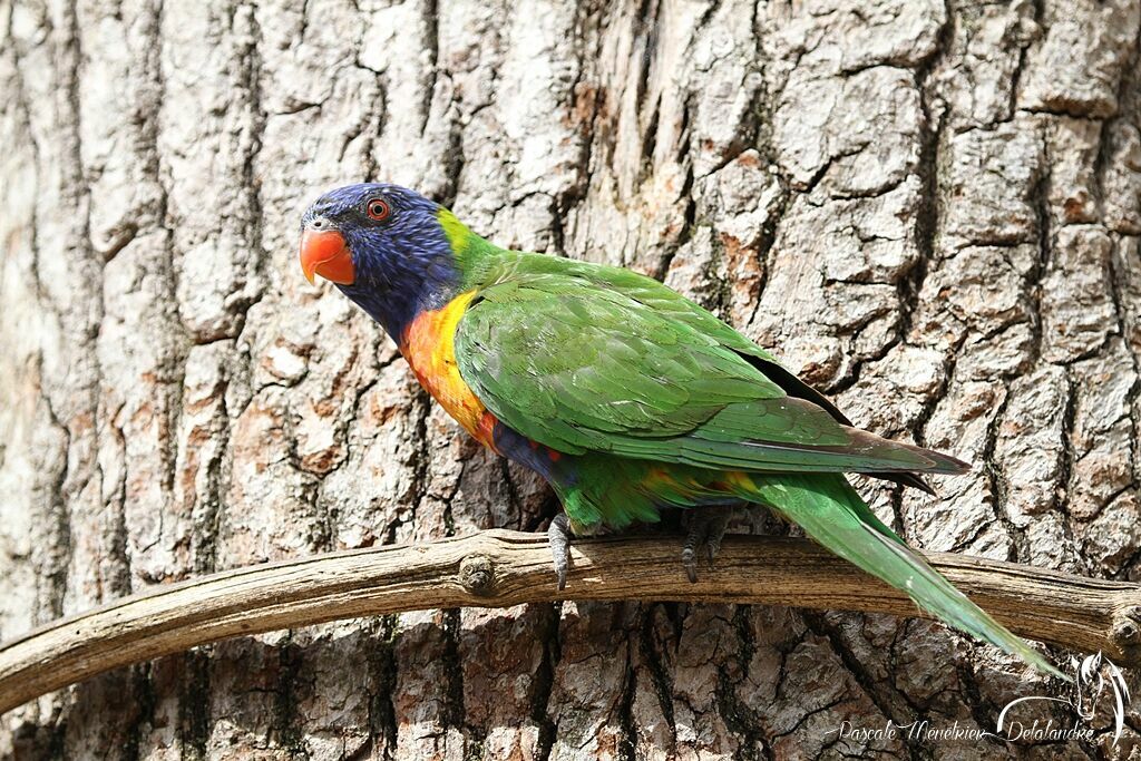 Loriquet à tête bleue