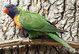 Coconut Lorikeet