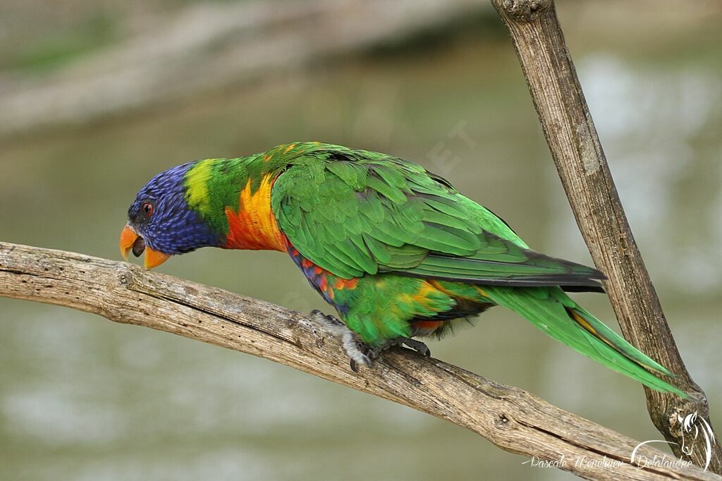 Coconut Lorikeet