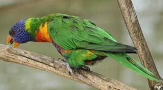 Coconut Lorikeet