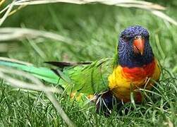 Coconut Lorikeet