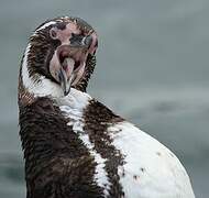 Humboldt Penguin