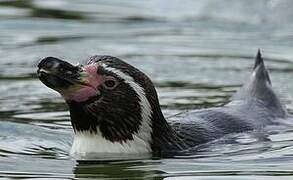 Humboldt Penguin