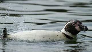 Humboldt Penguin