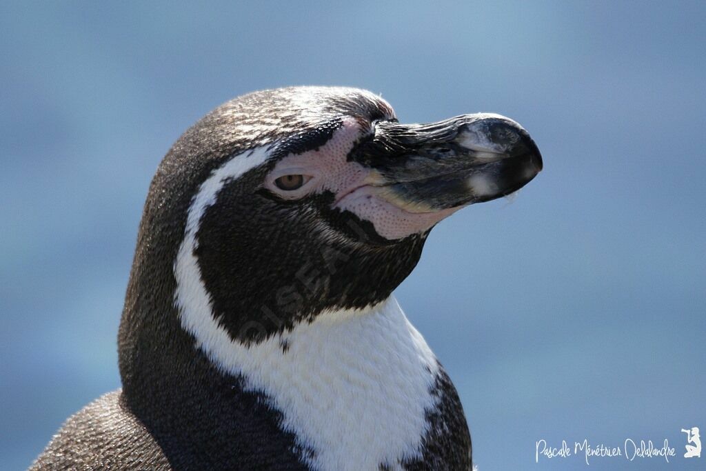 Humboldt Penguin