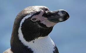 Humboldt Penguin