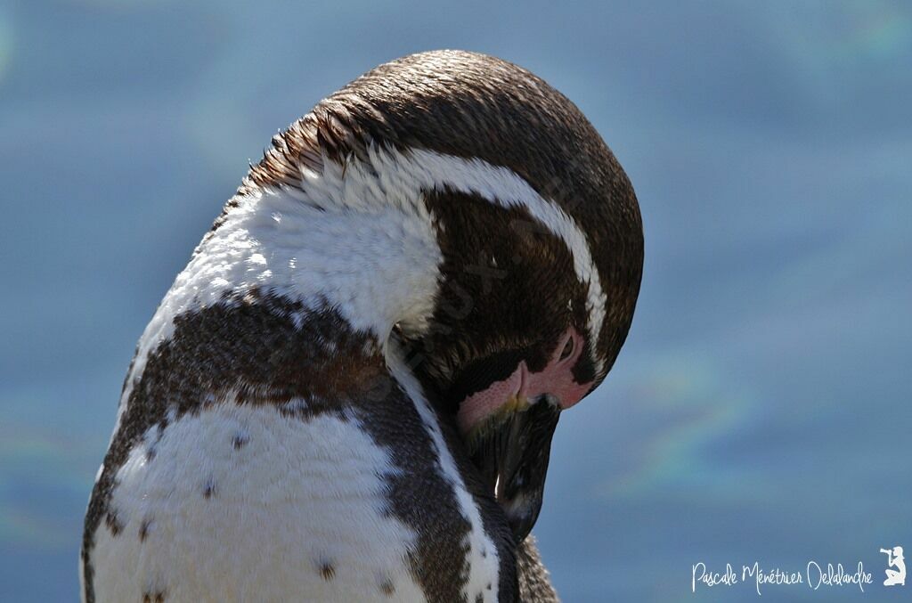 Humboldt Penguin