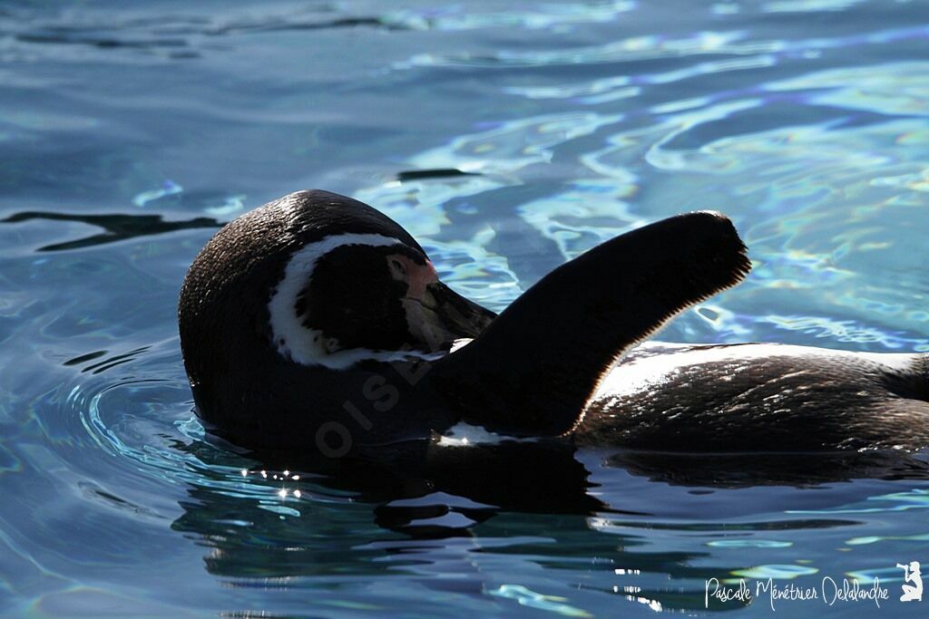 Humboldt Penguin