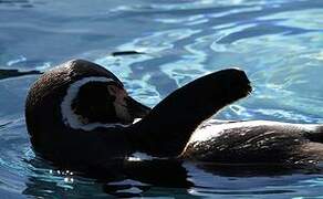 Humboldt Penguin