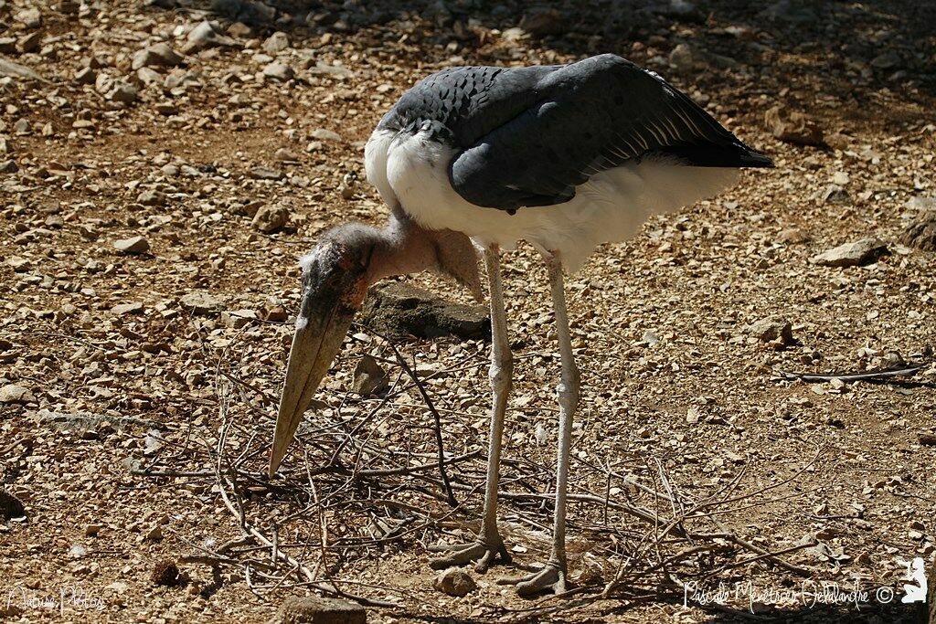 Marabou Stork