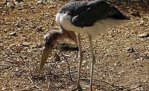 Marabou Stork