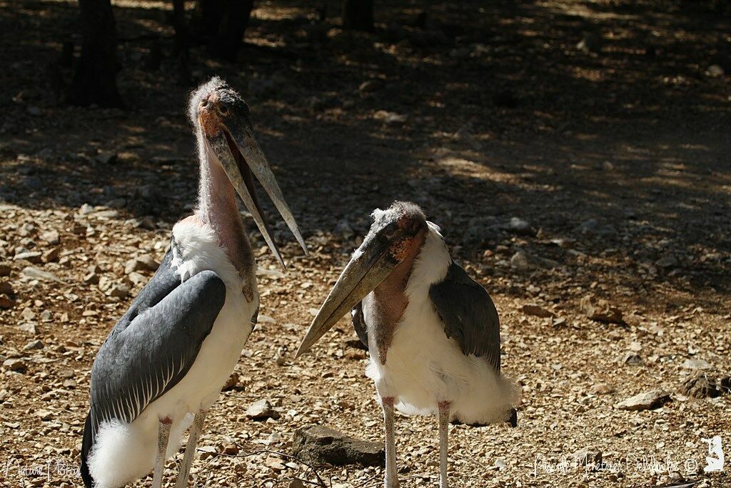 Marabou Stork