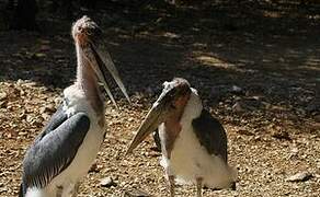 Marabou Stork