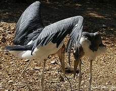 Marabou Stork