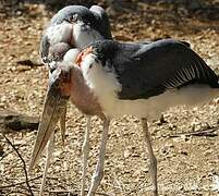 Marabou Stork