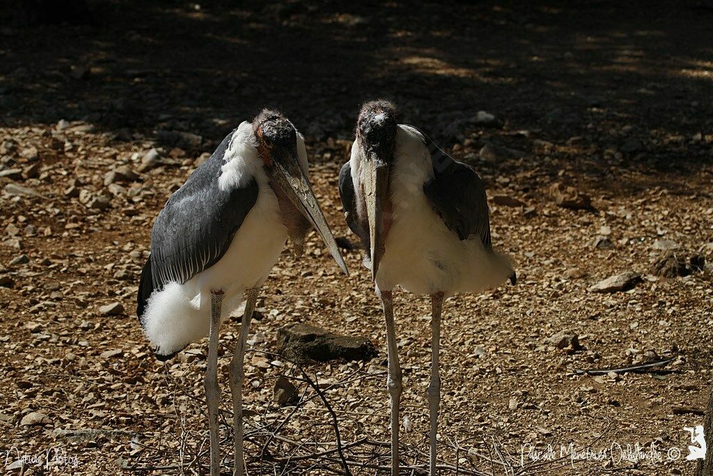 Marabou Stork