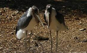 Marabou Stork