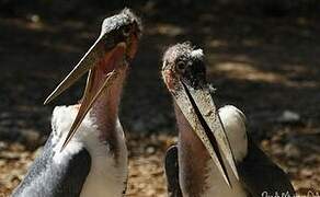 Marabou Stork