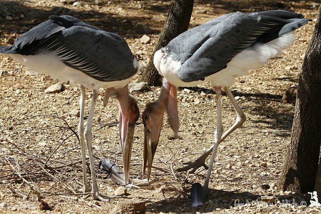 Marabou Stork