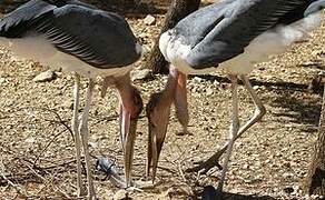 Marabou Stork